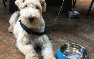 2019 06 17 Love Lane Brewery Dog