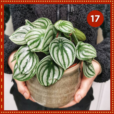 Day 17 - A Monstera prize to kick off your new year